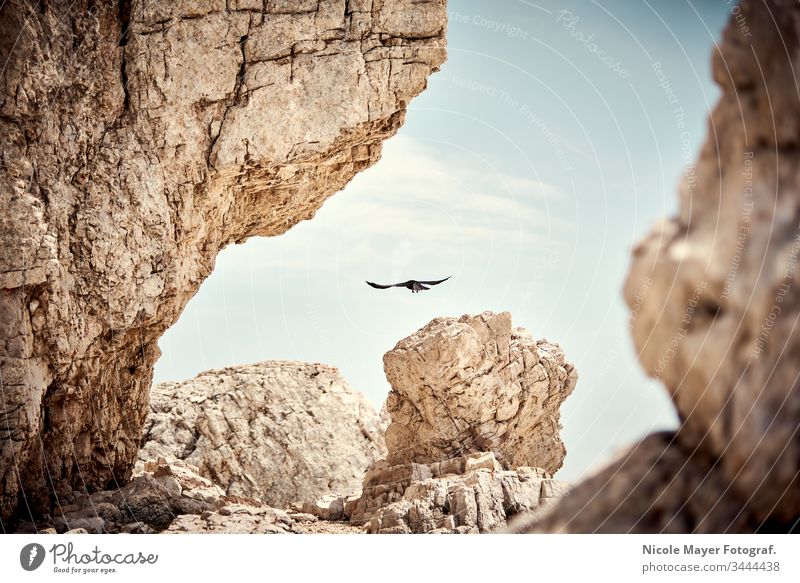Schwarzer Vogel fliegt im Hochgebirge an Felswänden entlang. Alpen Rabe fliegend schwarz Flügel ausgebreitet Einzeltier einzeln Felsen Urlemente