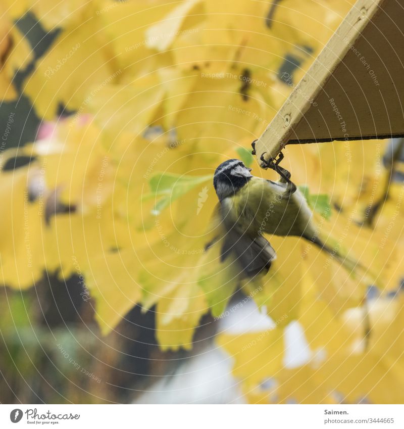 Maise vogel Vogelwelt federn Natur Stufe Garten Schwingen Lebewesen Flug Vogelhaus Farbfoto gelb