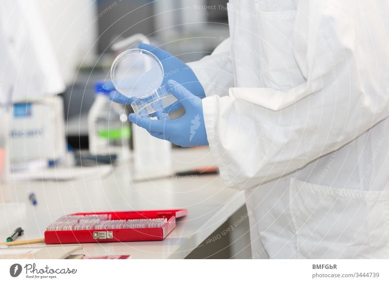 Hände in blauen Laborhandschuhen bei der Arbeit mit einer Kulturschale in einem Labor Analyse Analysieren Probe Versuch biologisch Pflege Chemikalie Chemiker
