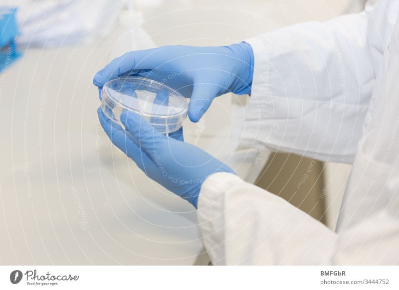 Hände mit blauen Handschuhen, die die Kulturschale halten Analyse Analysieren Probe Versuch biologisch Pflege Chemikalie Chemiker Chemie Klinik Korona