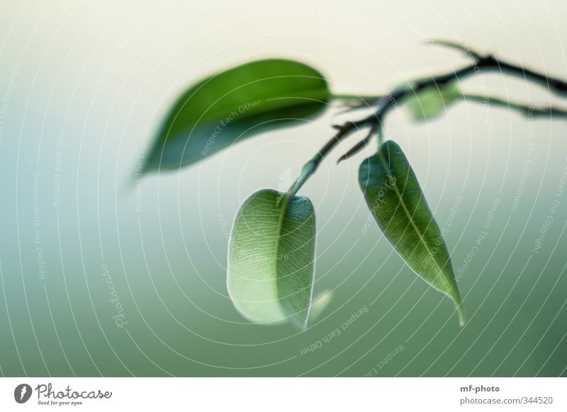 Blätterzweig Natur Pflanze Blatt schön grün Außenaufnahme Menschenleer