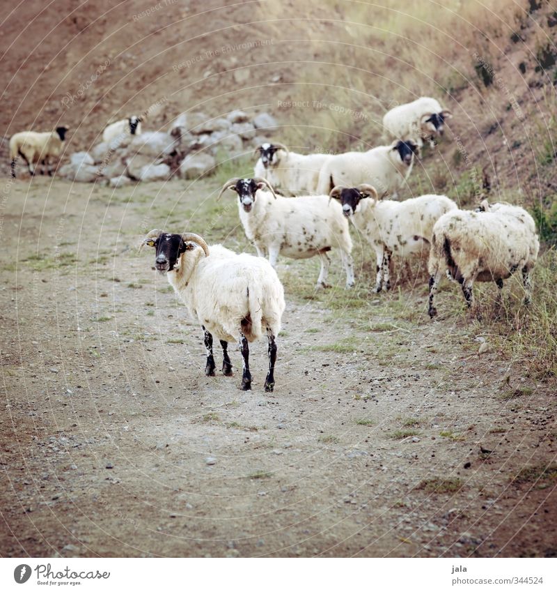 letzter blick zurück Natur Landschaft Pflanze Hügel Tier Nutztier Schaf Tiergruppe natürlich Farbfoto Außenaufnahme Menschenleer Textfreiraum unten Tag