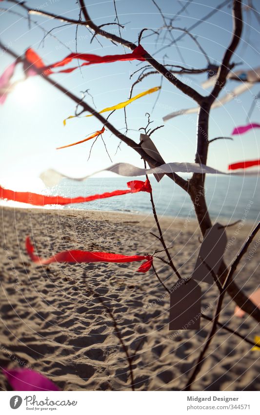 Der Wunschbaum Baum Küste Strand Ostsee Gefühle Freude Glück Fröhlichkeit Sehnsucht Fernweh Farbfoto Außenaufnahme Menschenleer Tag Abend Sonnenaufgang