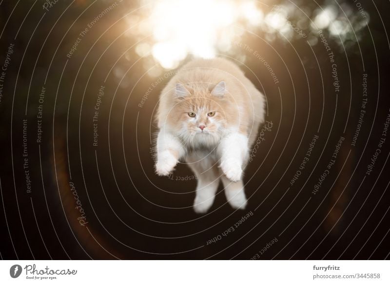 Maine Coon Katze springt im Sonnenlicht Ein Tier springend fliegen in der Luft Levitation Trick künstlerisch Jagd fokussiert Haustiere Rassekatze Creme-Tabby