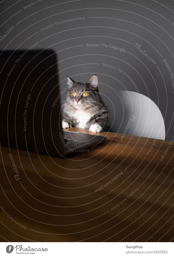 neugierige Maine Coon Katze sitzt am Laptop und sieht auf den Bildschirm keine Menschen Haustiere Rassekatze Langhaarige Katze blau gestromt weiß Computer