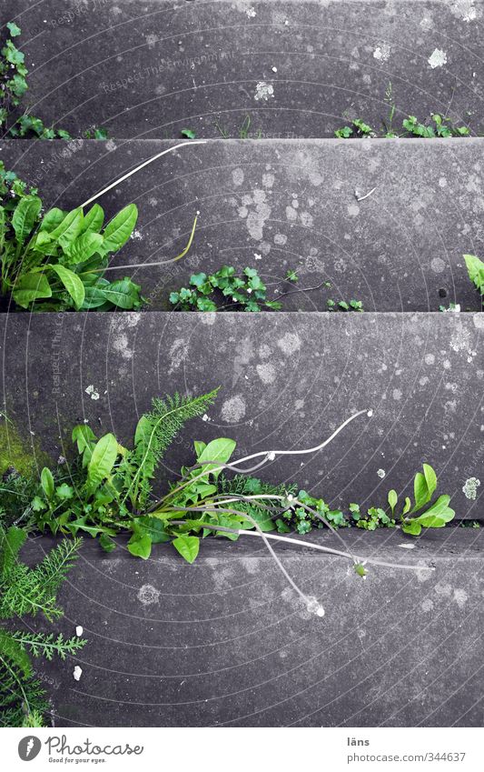 treppenbezwinger löwenzahn kraut wachsen grau Beton grün