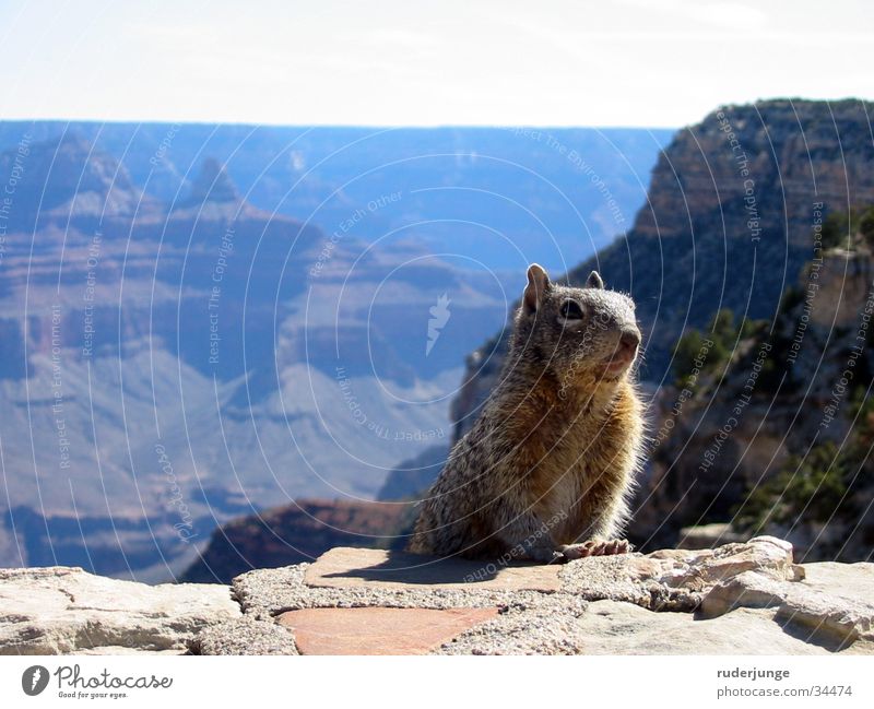 Grand Canyon Arizona Eichhörnchen Vordergrund Hintergrundbild Unschärfe Tier Nationalpark Erdhörnchen wandern Ausflug braun Fell Sommer USA Ferne Natur Wildtier