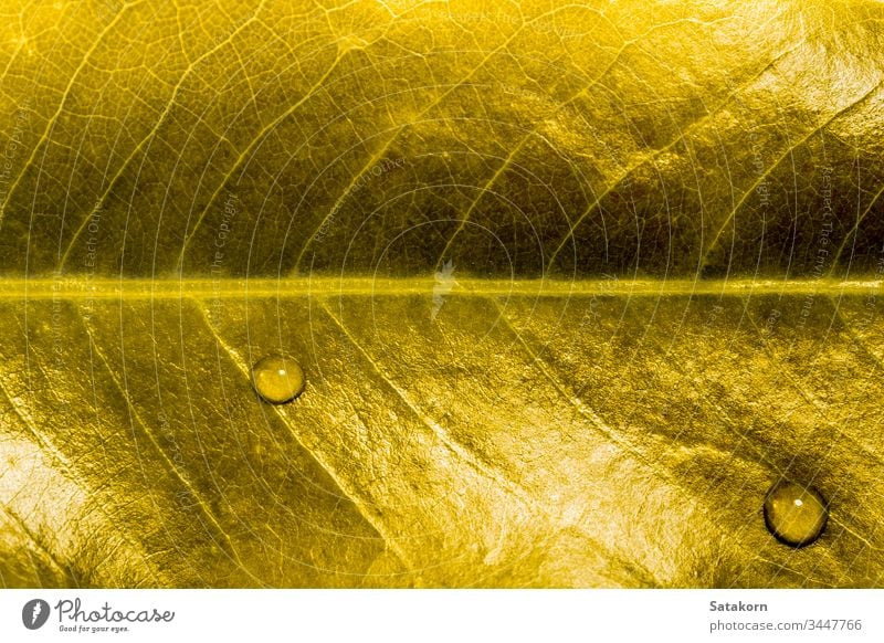 Goldenes Blatt, Textur und Wassertropfen golden glänzend gelb Natur Farbe Nahaufnahme Botanik Pflanze abstrakt Muster Tropfen Hintergrund