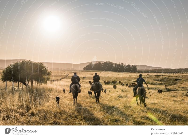 Dreiklang | Hufgeklapper dreier Pferde früh morgens Reiter Hunde Rinder Kühe Grasland Weideland Baum Gaucho Pampa Wiese Sommer Natur Tier Himmel Pflanze Sonne