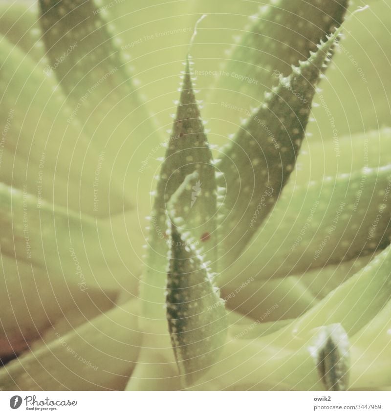 Blattspitzen Agave Blätter Nadeln stachelig Natur echt Pflanze grün Nahaufnahme Außenaufnahme Spitze Stachel Detailaufnahme exotisch Dorn Unschärfe