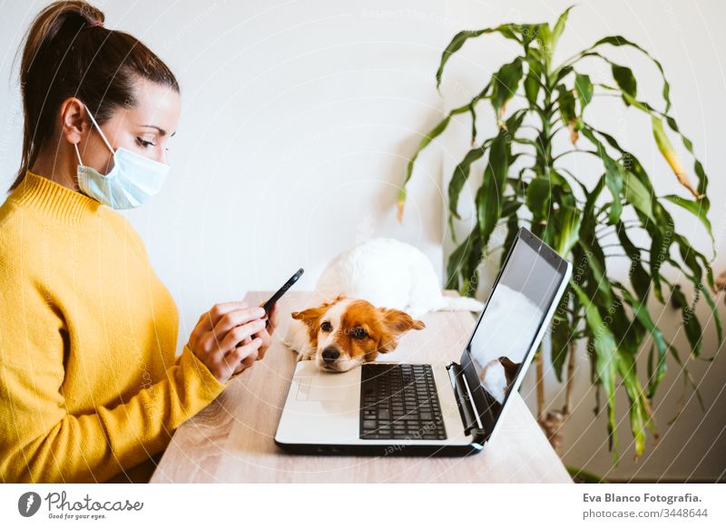 junge frau arbeitet zu hause am laptop, trägt schutzmaske, daneben niedlicher kleiner hund. arbeiten sie von zu hause aus, bleiben sie während des coronavirus covid-2019 concpt sicher