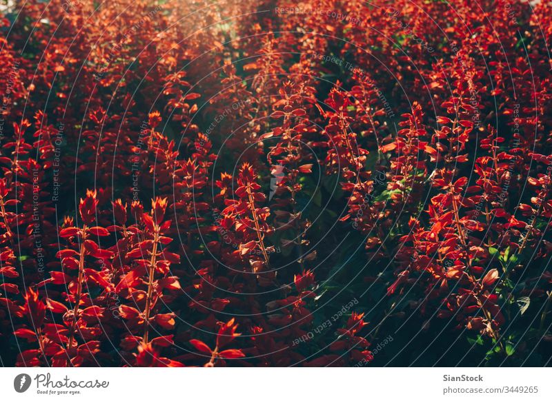 Rote Blumen in der Mitte Millennium auf Obilic's mit nachmittäglichem sanften Licht auf Belgrad, Serbien. Großstadt Bild Totenkranz Zentrum Sommer alt Stil