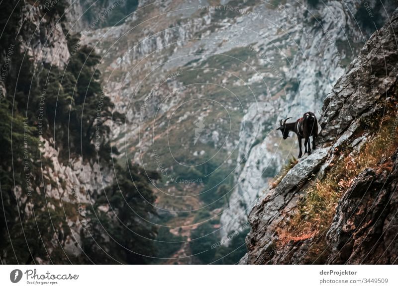Ziege im Nationalpark Picos de Europa Tourismus Berge u. Gebirge Freiheit Ferien & Urlaub & Reisen Spanien Naturerlebnis Gefühle Lebensfreude Neugier Interesse
