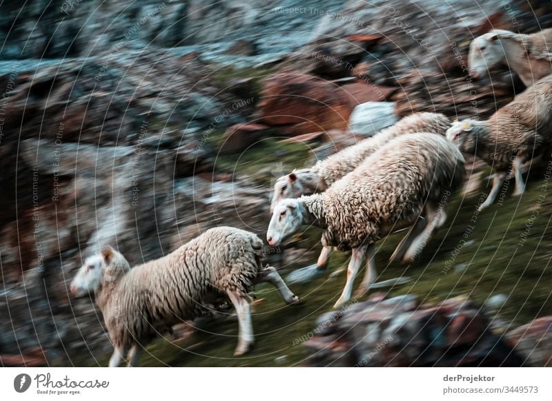 Rennende Schafe in den Pyrenäen Blick nach vorn Ganzkörperaufnahme Tierporträt Porträt Zentralperspektive Kontrast Morgendämmerung Textfreiraum Mitte
