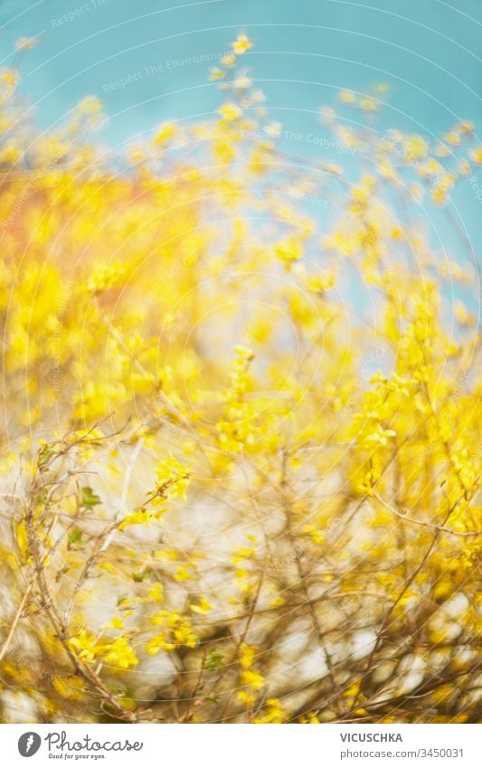 Schöne gelbe Forsythien blühen vor blauem Himmelshintergrund. Frühlingstag. Frühlingsnatur. Im Freien schön Forsithie Überstrahlung Hintergrund Tag Natur