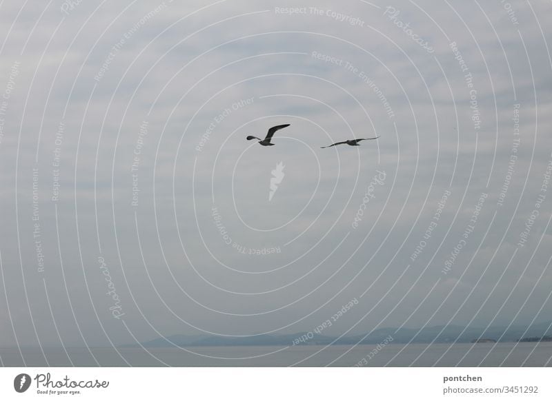 Zwei Möwen fliegen vor wolkigem Himmel übers Meer. vögel meer Felsen wolken nebel Wasser Küste Landschaft Fliegen freiheit flügel schwingen paar Blau weiß klein