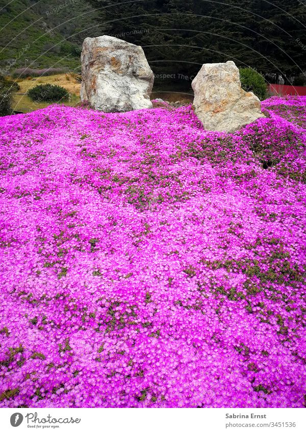 Wunderschönes Feld aus pinken Blumen Blumenfeld rosa Blütezeit Frühling Sommer Steine Natur viele tropisch exotisch Oregon Urlaub reisen geblümt Landschaft