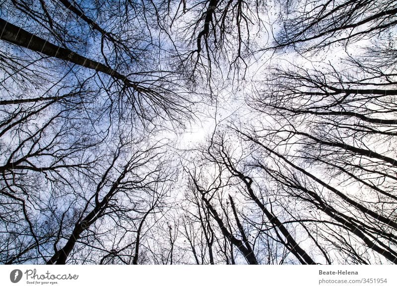 Lichtblicke zwischen Baumwipfeln Baumkrone Wipfel Wald Himmel Baumstamm Froschperspektive Horizont Schönes Wetter Umwelt himmelblauer Himmel Außenaufnahme