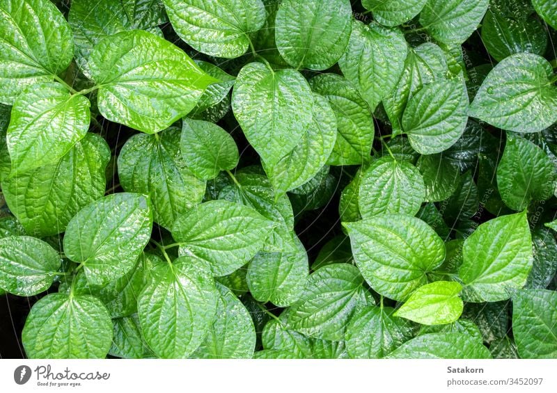 Blätter von Piper sarmentosum, Kräuterpflanzen-Hintergrund Textur grün Blatt Natur Muster Dudelsackspieler Kraut medizinisch Lebensmittel essbar Gemüse