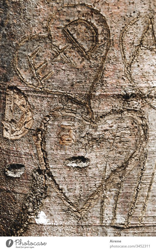 zwei Herzen für die Ewigkeit - ein Baum für E + D Liebe Baumstamm einritzen Inschrift Liebesbeweis Buchstaben Zeichnung verewigen Treue Treueschwur Wunde