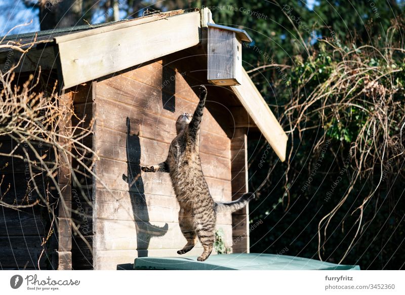 Katze springt hoch und versucht, ein Vogelhaus zu erreichen Haustiere katzenhaft Fell Ein Tier häusliche Kurzhaar Tabby im Freien Pfote springend Jagd