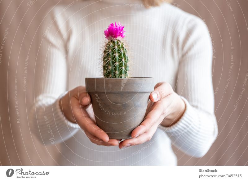 Frau hält einen Kaktus-Topf Blume Beteiligung Halt Hände Pflanze Blumenhändler Geschenk geblümt im Innenbereich zeigen Hintergrund Person Blütezeit botanisch