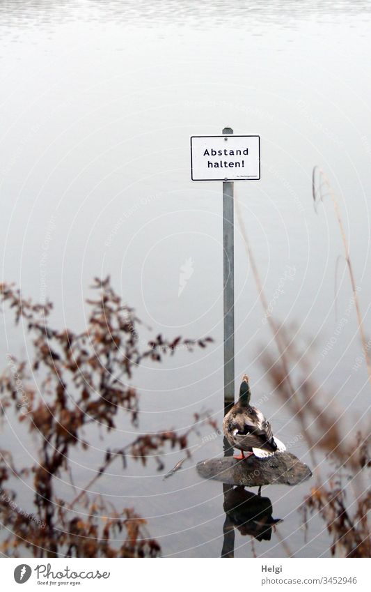 eine Ente steht auf einem Stein im See und schaut hoch zu einem Schild mit der Aufschrift "Abstand halten" umwelt Natur Landschaft pflanze Stufe Wasser Winter