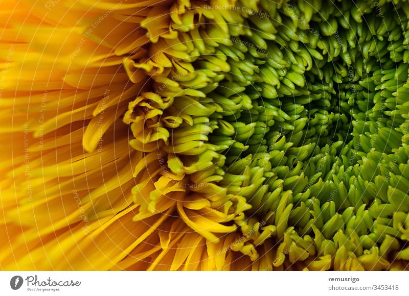 Nahaufnahme einer Teddybär-Sonnenblume 2013 Rumänien Timisoara Ackerbau Hintergrund Bär schön Blüte Botanik hell Farbe Landwirtschaft Flora geblümt Blume Garten