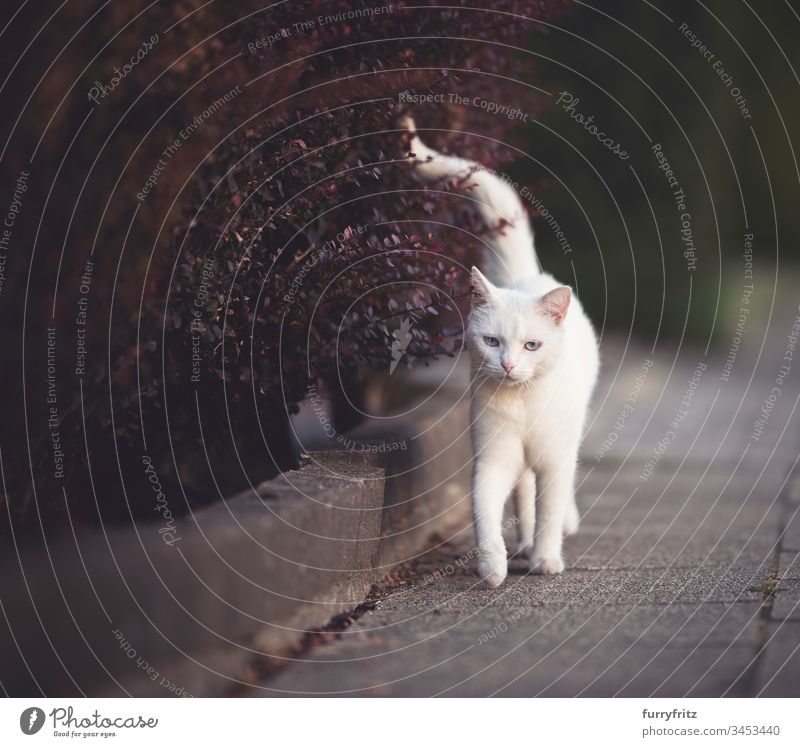 weiße Katze geht auf dem Bürgersteig an einem roten Busch entlang Hecke Bewegung Seitenweg tierisches Auge Tierhaare Schönheit Neugier niedlich Hauskatze Genuss