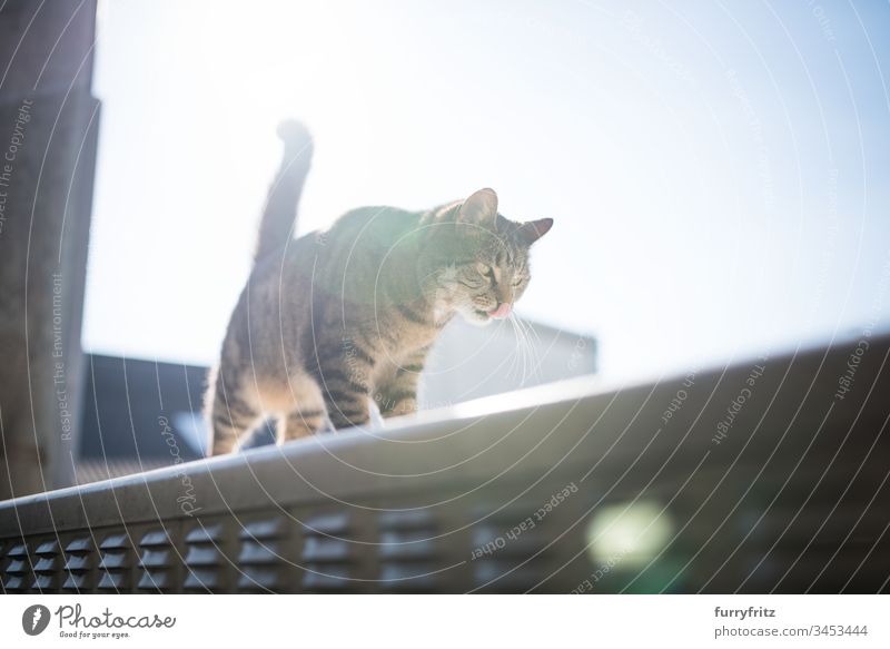 Katze auf einem Strom Kasten im Sonnenlicht im Freien Blendenfleck Textfreiraum tierisches Auge Tierhaare Blauer Himmel Bokeh Hauskatze Erkundung katzenhaft