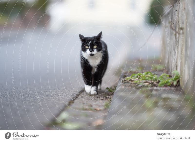 schwarz weiße Katze läuft die Straße entlang schwarz auf weiß Bewegung Seitenstreifen tierisches Auge Tierhaare Bokeh Neugier Hauskatze zurückgefaltete Ohren