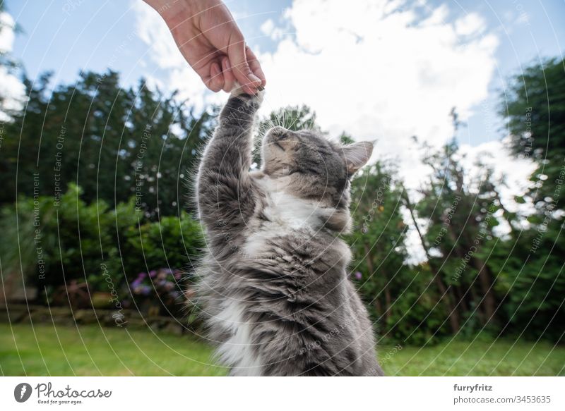 junge Maine Coon Katze berührt menschliche Hand mit Pfote im Freien Vorder- oder Hinterhof Garten weiß Rassekatze junge Katze Schnurrhaar fluffig Fell