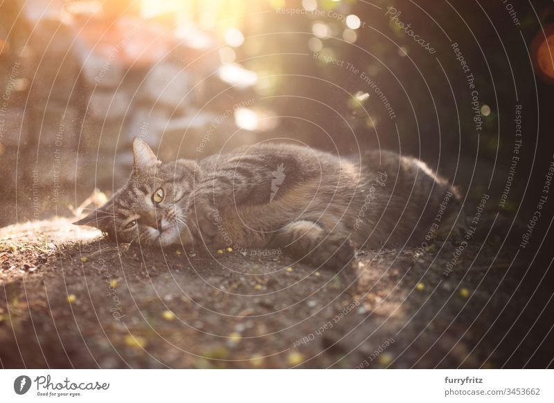 Katze wälzt sich im Dreck im Freien rollierend Schmutz in die Kamera schauen bezaubernd Tierverhalten tierisches Auge Tierhaare Bokeh Kühlung bequem niedlich
