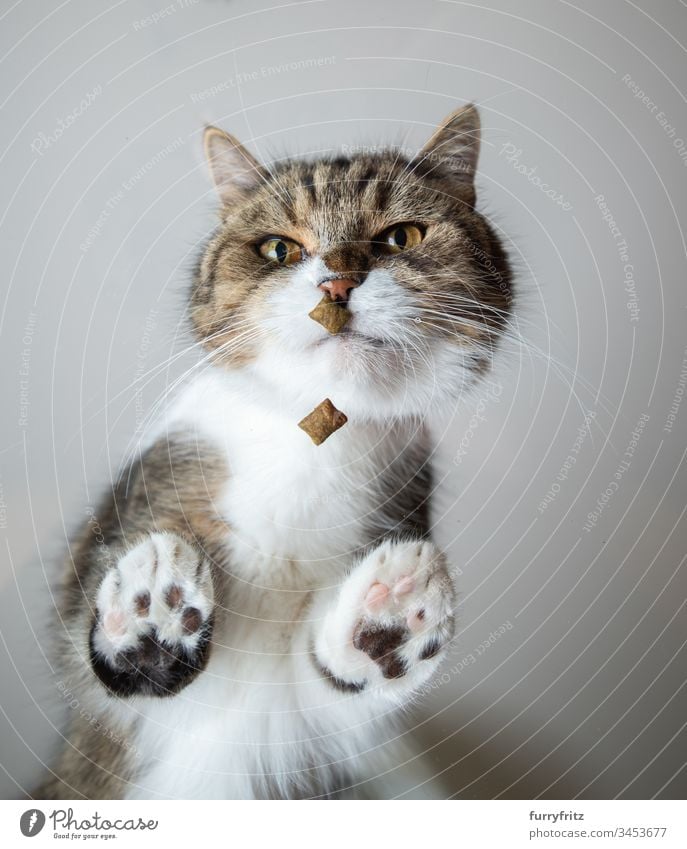 Untersicht einer Britisch Kurzhaar Katze, die auf einer Glasscheibe steht und an einem Leckerchen riecht Unteransicht Studioaufnahme Pfote haarig Zehenbohnen
