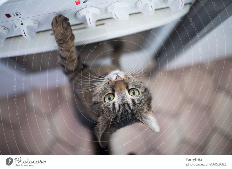 bettelnde Katze am Ofen Tabby Küche Betteln - Verhalten von Tieren Pfote Wachsamkeit tierisches Auge Tierhaare Arme hochgezogen Bokeh Knöpfe Neugier Hauskatze