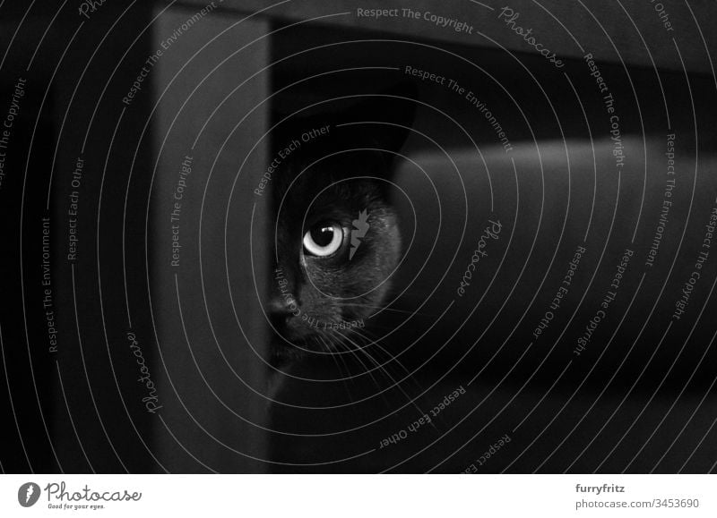 Schwarze Katze versteckt sich hinter schwarzem Tisch versteckend schwarzer Hintergrund in die Kamera schauen Wachsamkeit tierisches Auge Schönheit