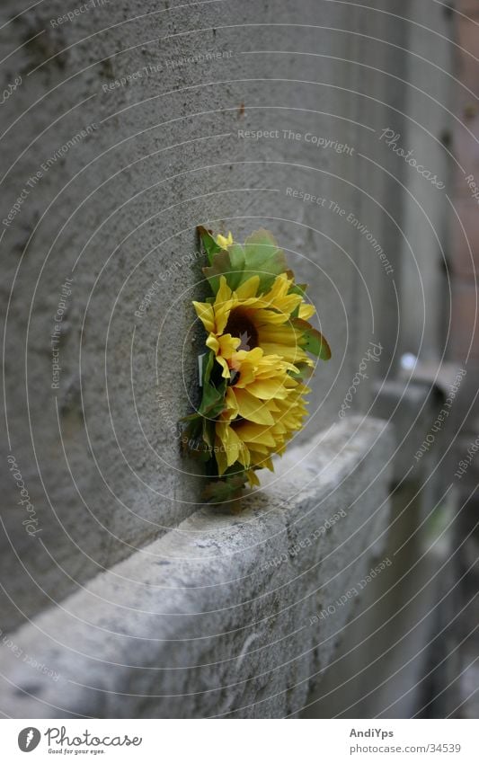 Blume_auf_Prager_Hauswand Sonnenblume Wand Tschechien gelb grün grau Mauer Pflanze Stein