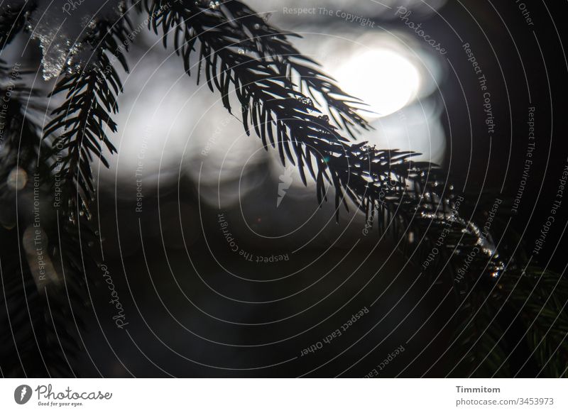 Schwarzwald Winterende mit Eisresten Fichte Fichtennadeln Baum Wald Natur Außenaufnahme Menschenleer Sonne Licht