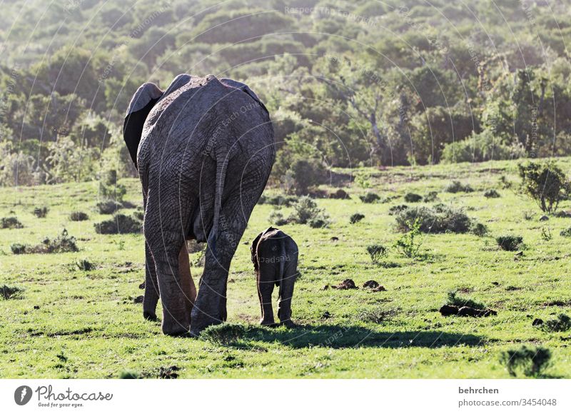 gegensätze | GROSS und klein Mutter mit Kind gemeinsam Zusammensein Tierbaby Tierfamilie Rüssel Geborgenheit Sicherheit Schutz Vertrauen Elefant Elefantenhaut