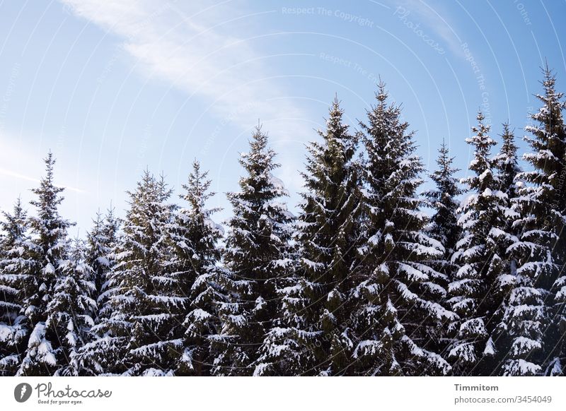 Winterlicher Schwarzwald Wald Himmel blau Schnee Fichten kalt weiß Licht Wolken schönes Wetter Menschenleer