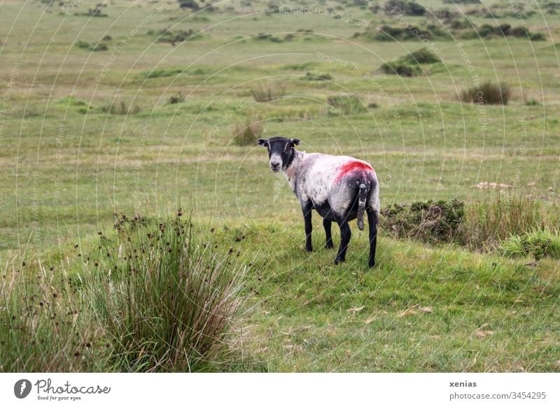 Schaf auf grüner Weide schaut zurück in Kamera Gras Wiese Tier Nutztier rot schwarz Tierporträt Farbfoto 1 Natur Landschaft Wolle Vieh auf dem Lande weiss