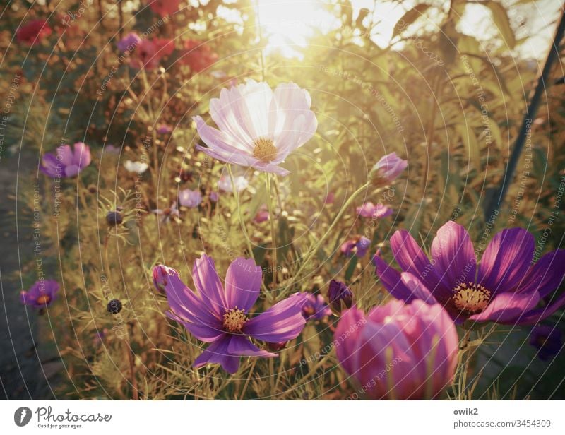 Ein Duft nach Sommer Cosmea Blumen Blüten blühend leuchtend leuchtende Farben Menschenleer Außenaufnahme Blühend Schwache Tiefenschärfe Nahaufnahme Natur