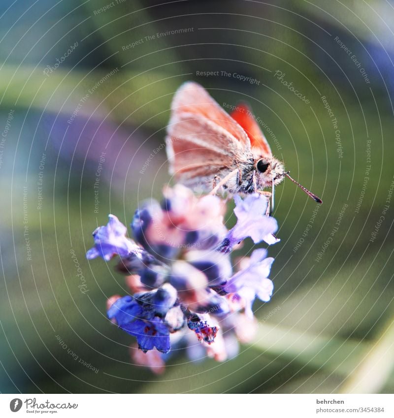 eine wunderhübsche kleinigkeit Wärme sommerlich leuchten Flieder hell schmetterlingsflieder Frühling Tier Pflanze Natur zart Sommer Schmetterling