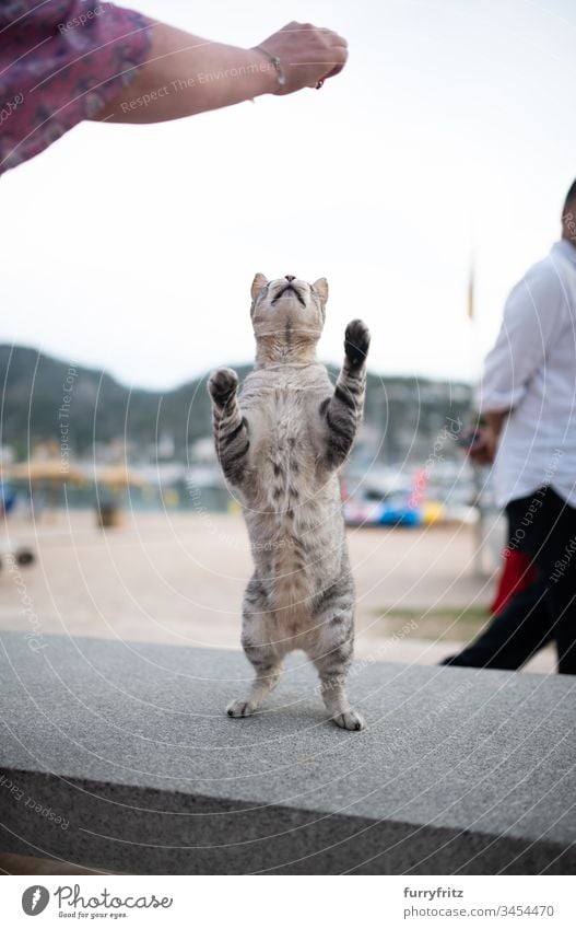 Katze auf Mallorca wird von Touristin gefüttert streunende Katze Hafen von Sóller Ohrkerbe Betteln - Verhalten von Tieren Tourismus Arme hochgezogen Stehen