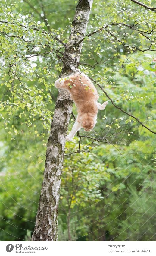 Maine Coon Katze springt von einem Baum herunter niedlich bezaubernd katzenhaft fluffig Fell Rassekatze Haustiere Langhaarige Katze Katzenbaby Creme-Tabby