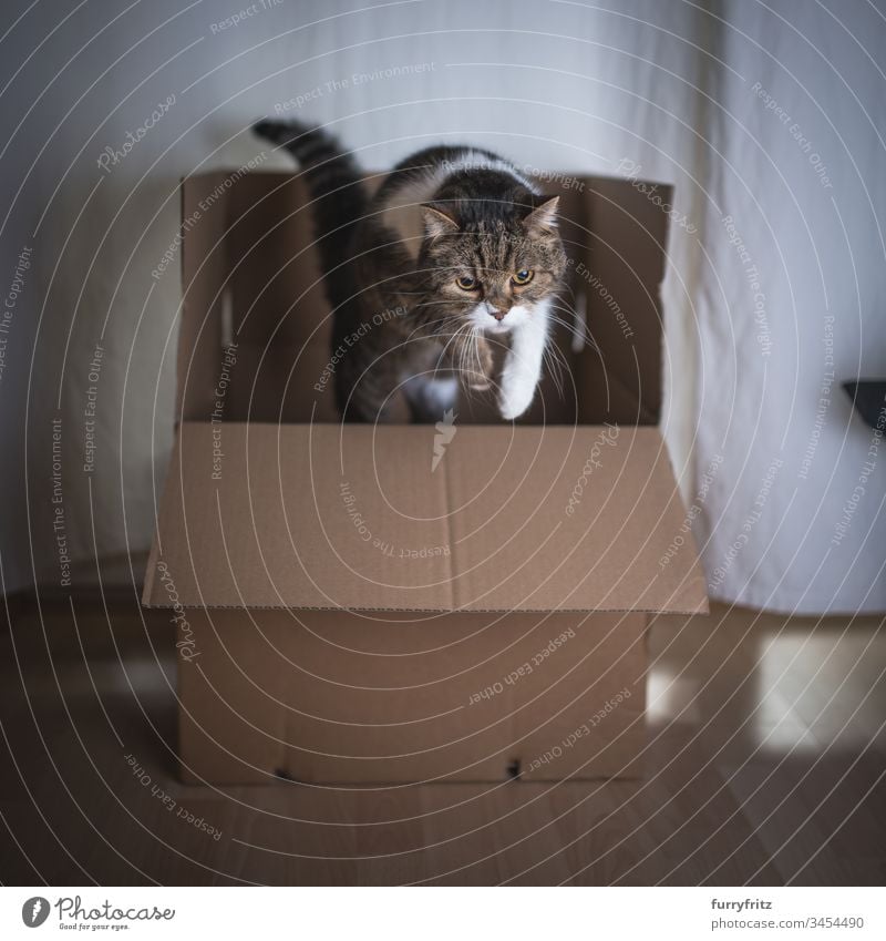 Katze springt aus einem Karton heraus Britisch Kurzhaar Faltschachtel springend Bewegung im Innenbereich Aktivität tierisches Auge Tierhaare bsh Textfreiraum
