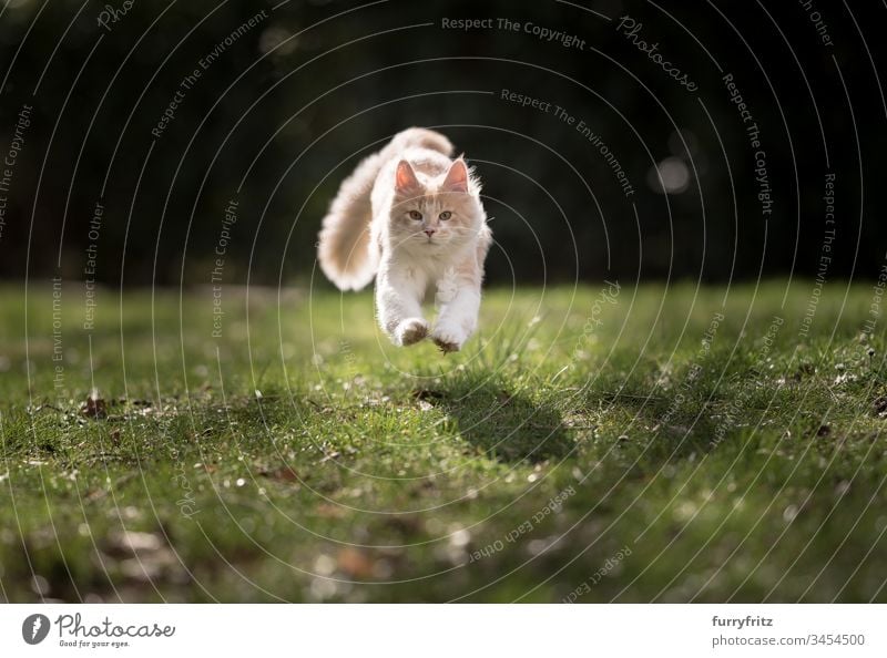 Maine Coon Katze rennt und springt über den Rasen im Sonnenlicht niedlich schön fluffig Fell Katzenbaby Rassekatze Langhaarige Katze Creme-Tabby beige