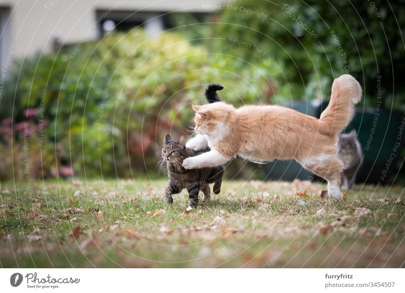 zwei verspielte Katzen kämpfen im Garten katzenhaft Fell fluffig Rassekatze Haustiere Maine Coon Langhaarige Katze weiß Creme-Tabby Hirschkalb beige