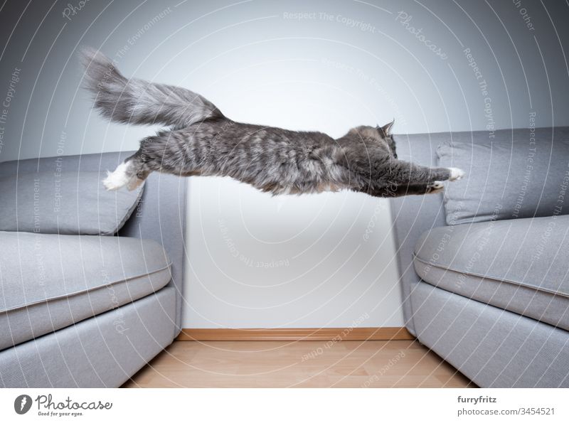 Maine Coon Katze springt über das Sofa im Innenbereich weiß Pfote Langhaarige Katze Rassekatze blau gestromt fluffig katzenhaft Fell Katzenbaby niedlich schön