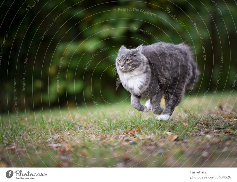 Maine Coon Katze rennt über die Wiese niedlich bezaubernd schön katzenhaft fluffig Fell Rassekatze Haustiere Langhaarige Katze weiß blau gestromt Ein Tier